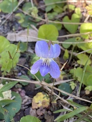 Viola walteri