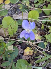 Viola walteri