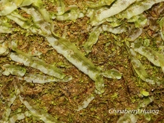 Pallavicinia