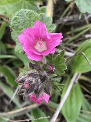Sidalcea malviflora malviflora