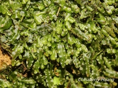 Pallavicinia