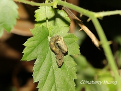 Thyatira batis formosicola
