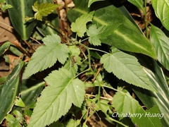 Thyatira batis formosicola