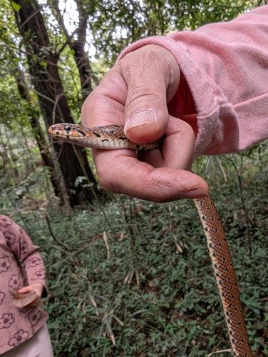 Japanese Forest Ratsnake