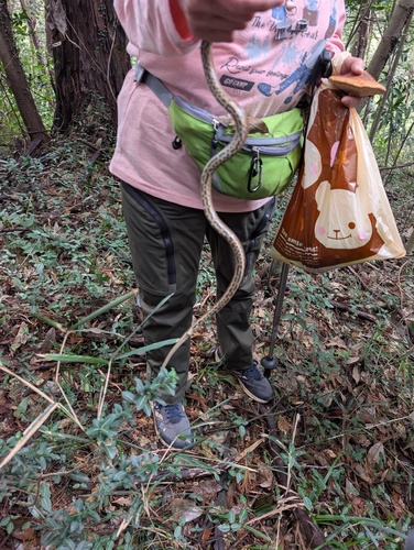 Japanese Forest Ratsnake