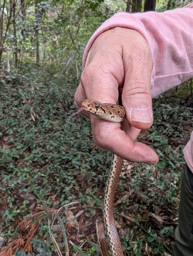 Japanese Forest Ratsnake