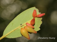 Daphnephila taiwanensis