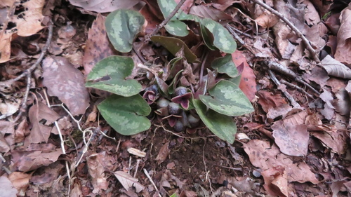 Asarum asperum iNat (1)