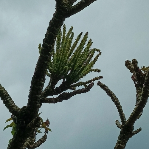 Octopus Cabbage Tree
