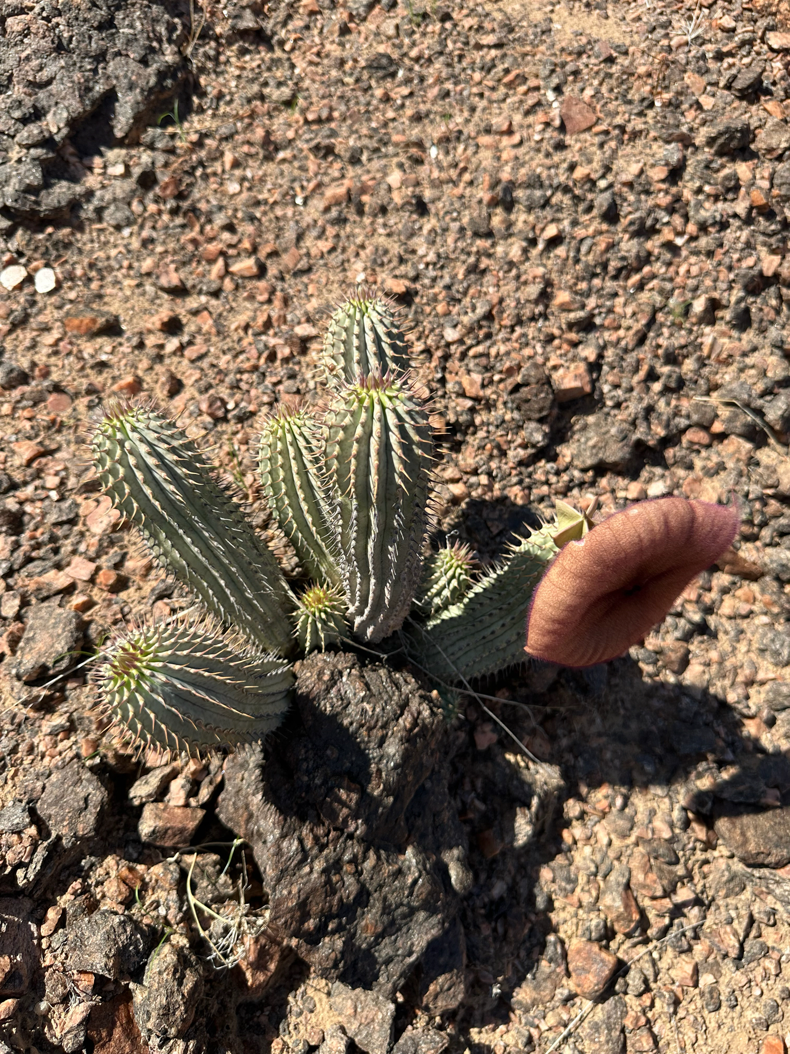 Ceropegia currorii