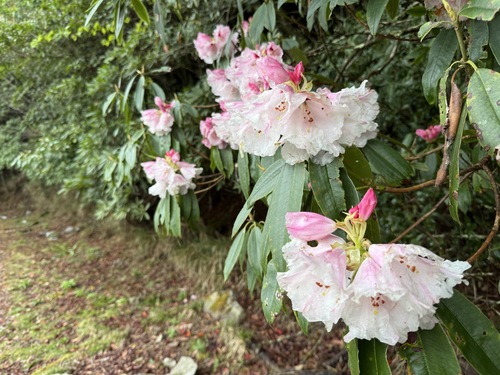 false-gold-flower rhododendron (Rhododendron pseudochrysanthum)