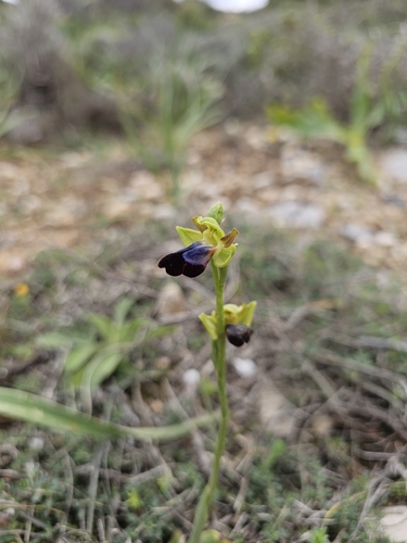 Rainbow Bee Orchid (Ophrys iricolor)