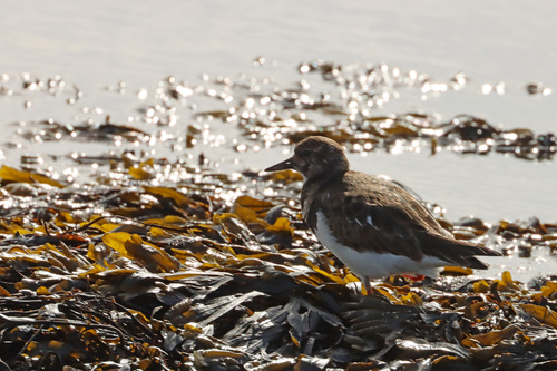 iNaturalist: (c) Dave, some rights reserved (CC BY-NC), uploaded by Dave iNaturalist image