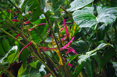 Heliconia aemygdiana