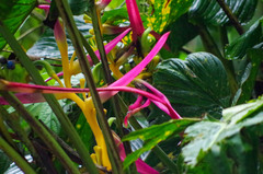 Heliconia aemygdiana