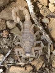 Paruroctonus becki