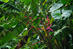 Heliconia aemygdiana