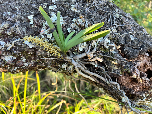 Threetail Trident Orchid
