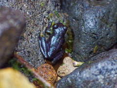 Rulyrana flavopunctata