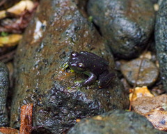 Rulyrana flavopunctata