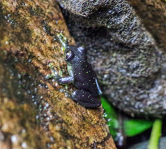 Rulyrana flavopunctata