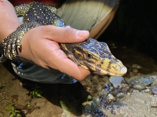 Varanus salvator