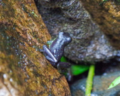 Rulyrana flavopunctata