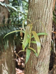 Podocarpus neriifolius