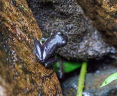 Rulyrana flavopunctata