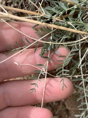 Astragalus remotus