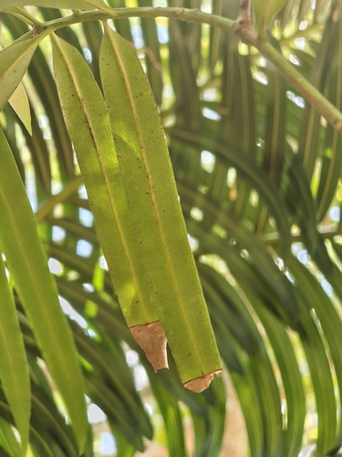 Podocarpus neriifolius, photograph 2