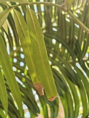 Podocarpus neriifolius, photograph (c) P Jeganathan, some rights reserved (CC BY)