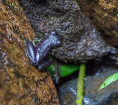 Rulyrana flavopunctata