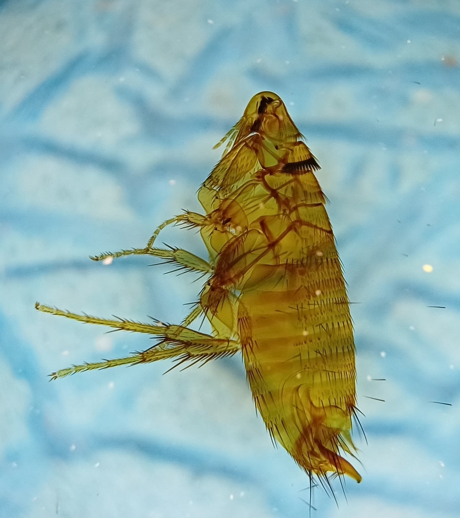 Dinopsyllus