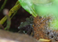 Rulyrana flavopunctata