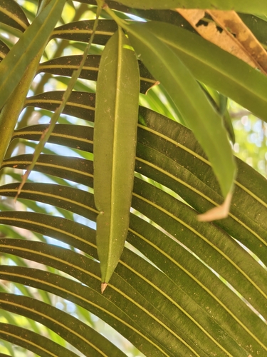 Podocarpus neriifolius, photograph 3