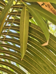 Podocarpus neriifolius, photograph (c) P Jeganathan, some rights reserved (CC BY)