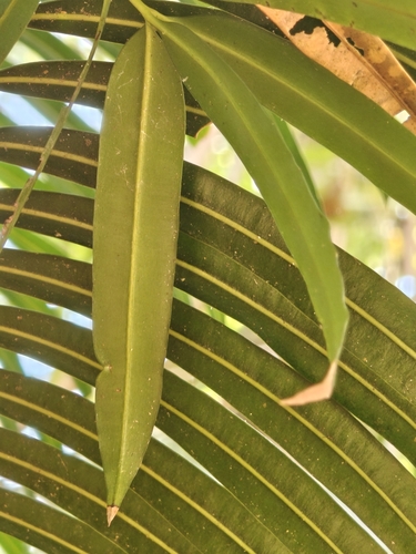 Podocarpus neriifolius, photograph 4
