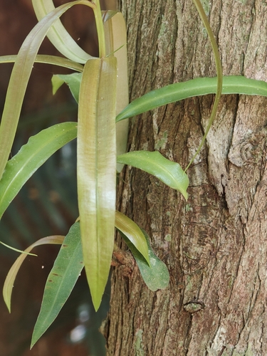Podocarpus neriifolius, photograph 5