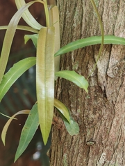 Podocarpus neriifolius, photograph (c) P Jeganathan, some rights reserved (CC BY)