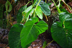 Philodendron pseudoverrucosum