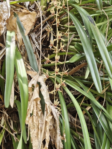 Aloe-Leafed Cymbidium (Cymbidium aloifolium)