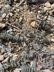 Astragalus minthorniae