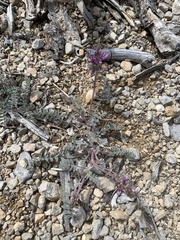 Astragalus minthorniae