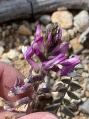 Astragalus minthorniae