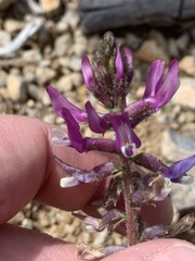 Astragalus minthorniae