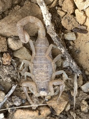 Paruroctonus becki