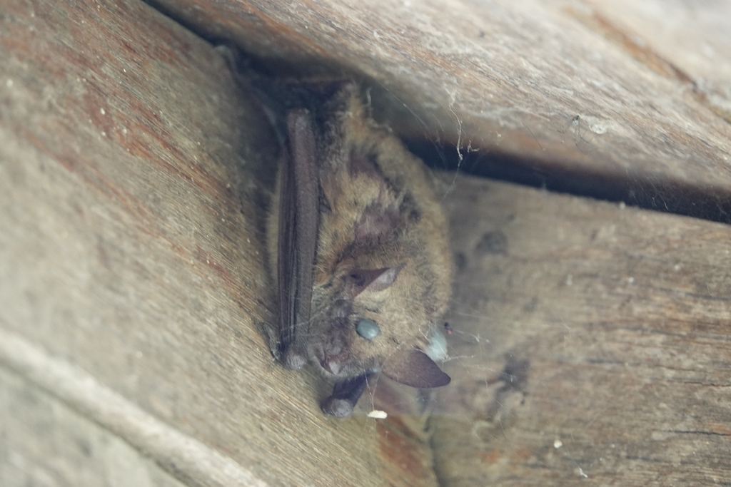 Geoffroy's Bat