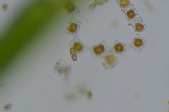 Odontella aurita