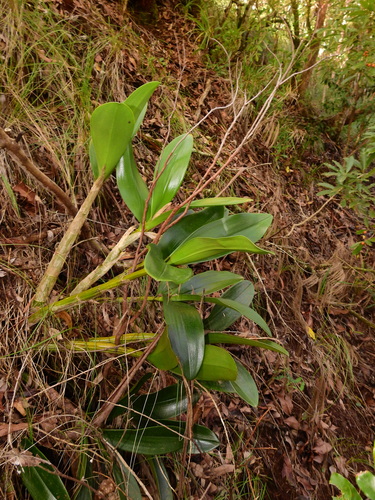 Rock Orchid (Dendrobium speciosum)